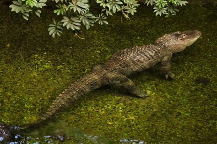 Can you legally own an alligator