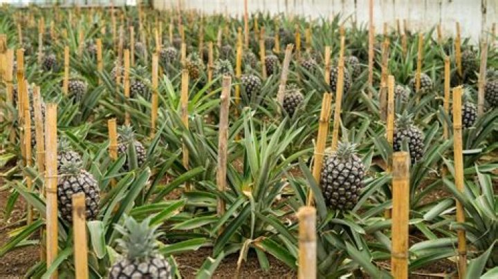 Can you pick a pineapple at the Dole Plantation