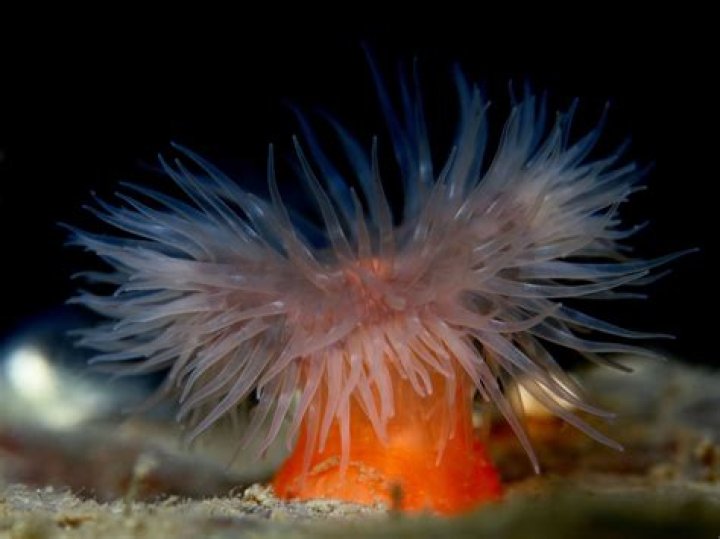 Can you touch anemones