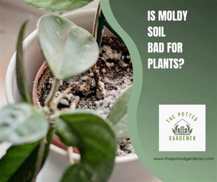 Can you use moldy potting soil