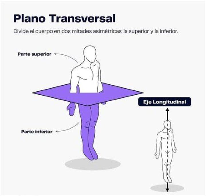 ¿Cómo divide al cuerpo el plano transversal