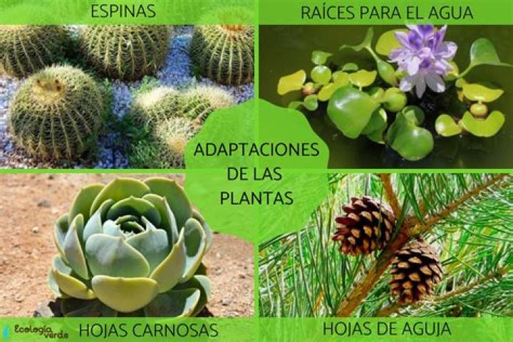 ¿Cuáles son las adaptaciones de las plantas acuaticas
