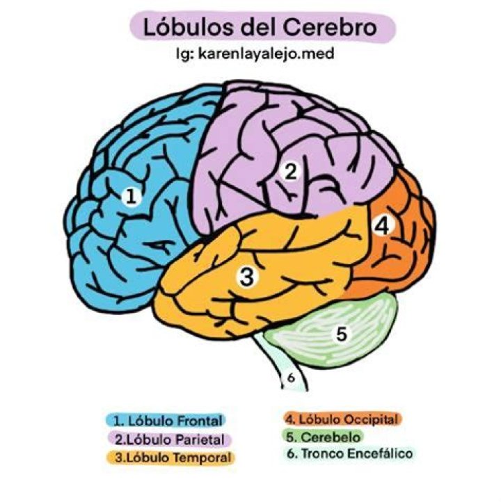 ¿Cuántos y cuáles son los lobulos del higado