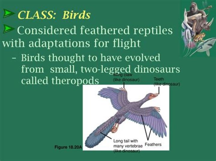 Do any reptiles have feathers