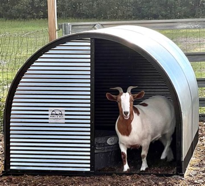 Do Emus need shelter