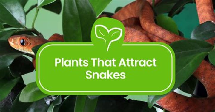 Do moles attract snakes