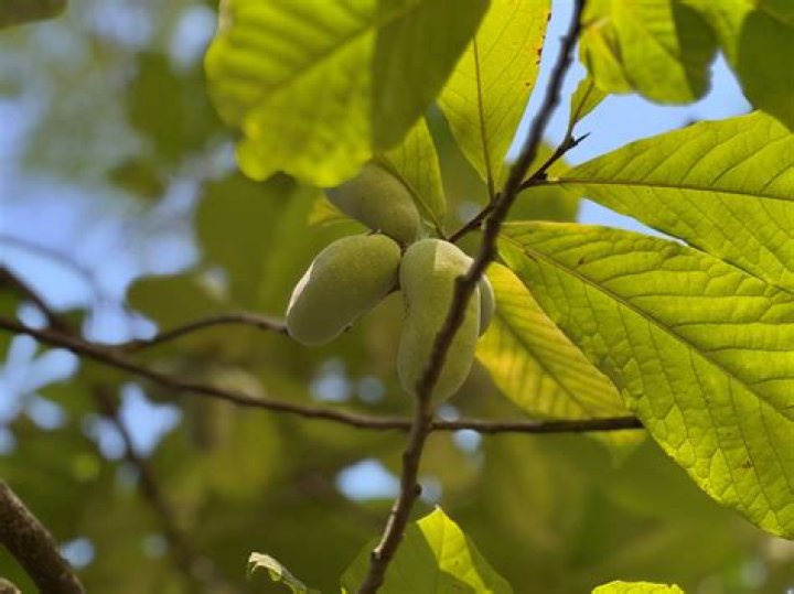 Do pawpaws grow in North Carolina
