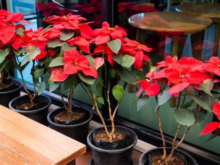 Do poinsettias like to be misted