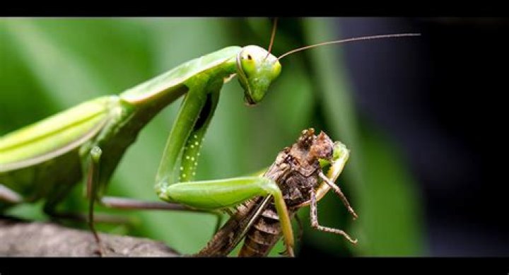 Do praying mantis kill spiders