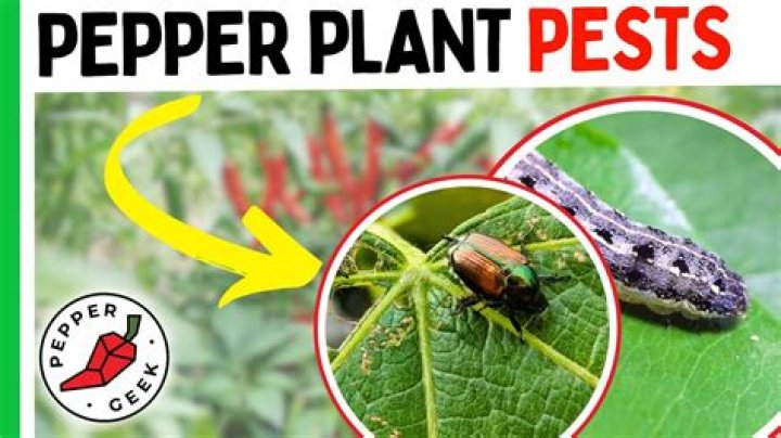 Do racoons eat pepper plants