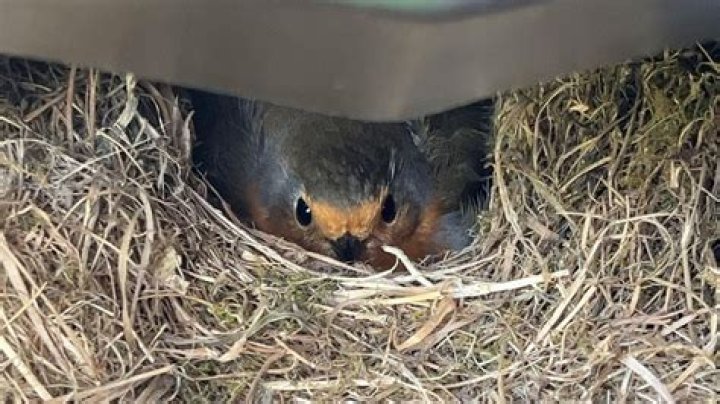 Do robins nest on the ground