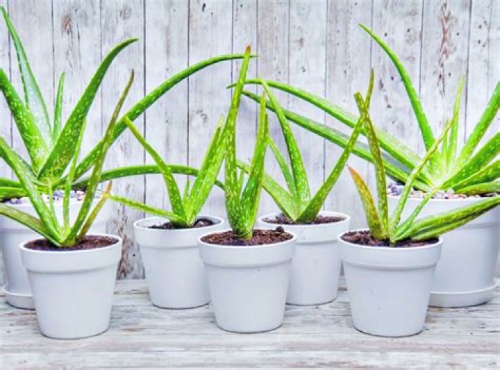 Does Aloe Vera die in winter