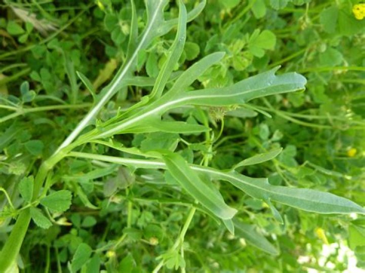 Does arugula grow wild