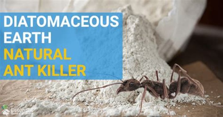Does Diatomaceous Earth Kill Ants?