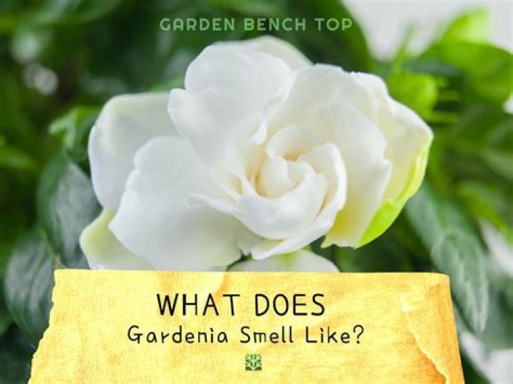 Does gardenia smell like jasmine