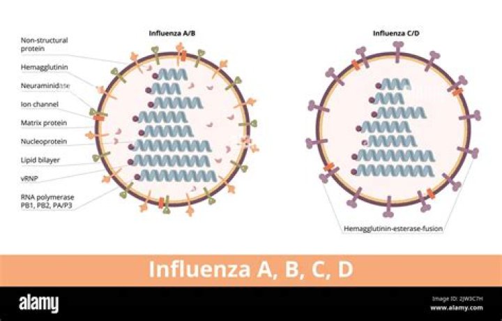 Does influenza have a capsule
