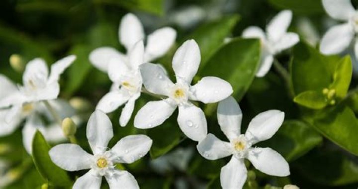 Does jasmine grow in Italy