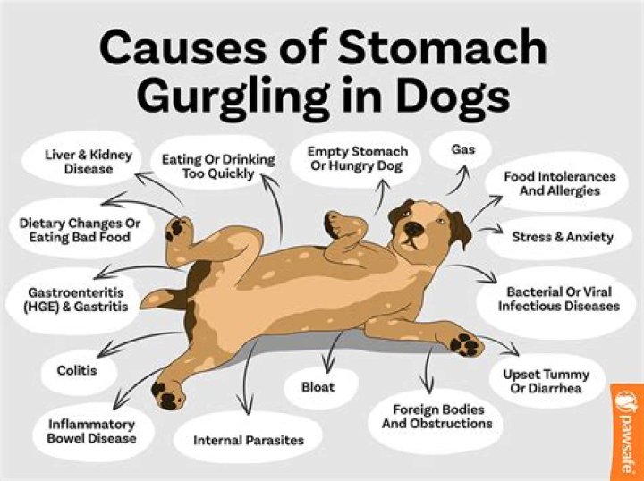 Does Pancreatitis Cause Stomach Gurgling Dog