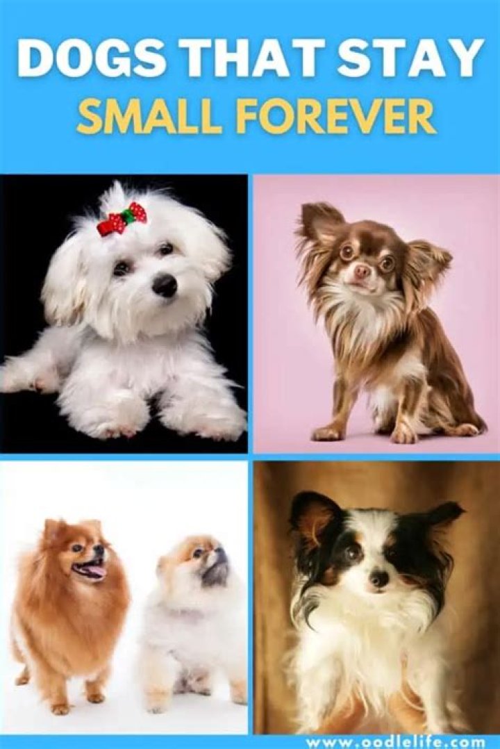 Dogs That Stay Small Forever