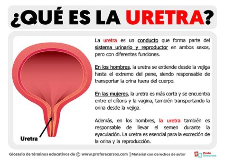 ¿Dónde termina la uretra