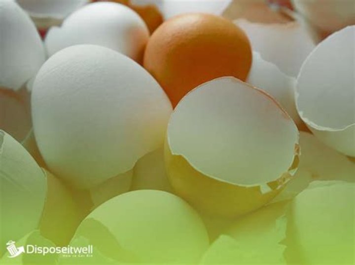 Egg shells in garbage disposal