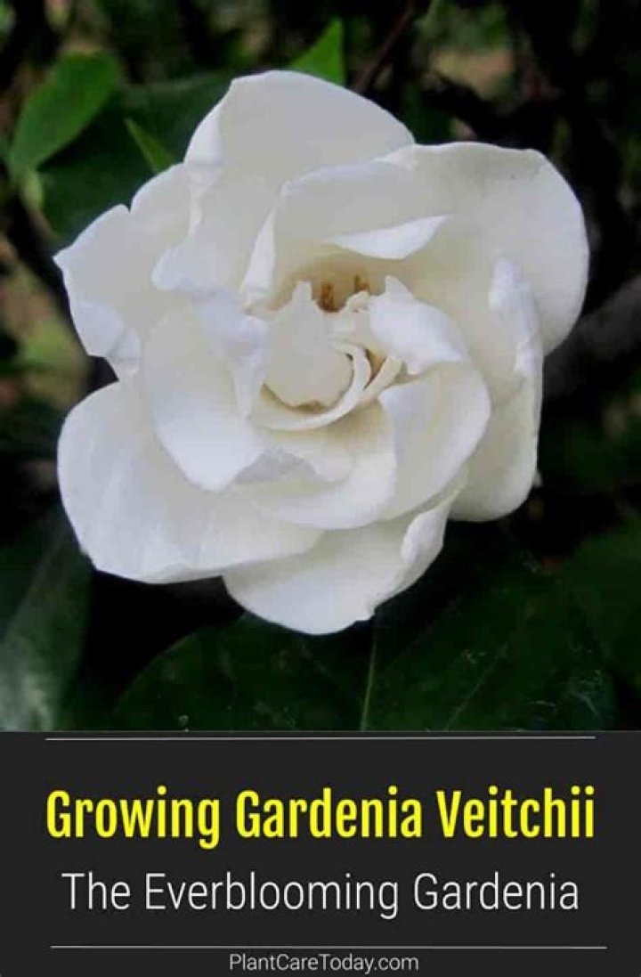 Gardenia veitchii - How To Discuss