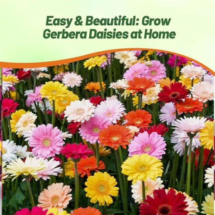 Gerbera daisy seeds - How To Discuss