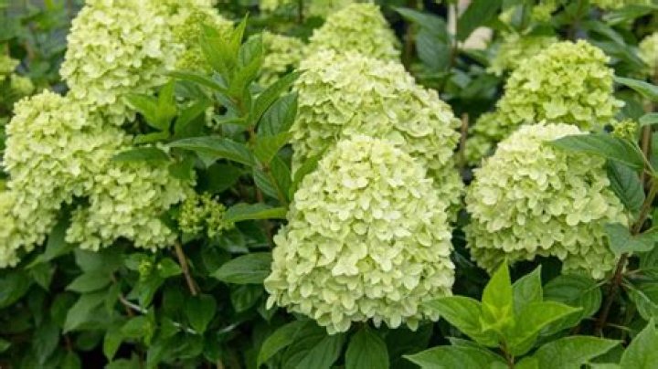 Green hydrangea - How To Discuss
