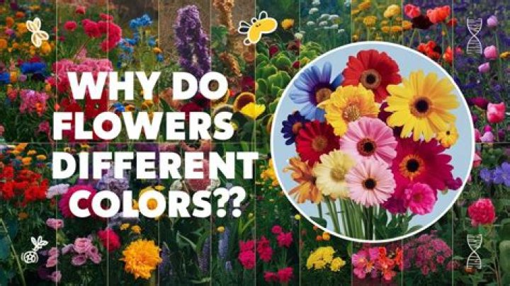 Group Of Flowers - How To Discuss
