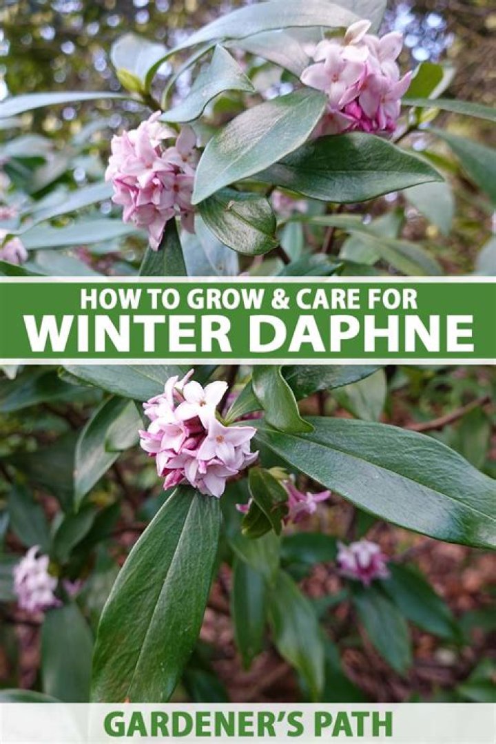 How big do daphne plants grow
