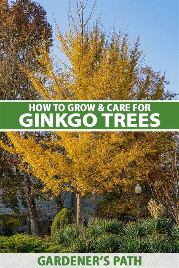 How big do ginkgo trees get