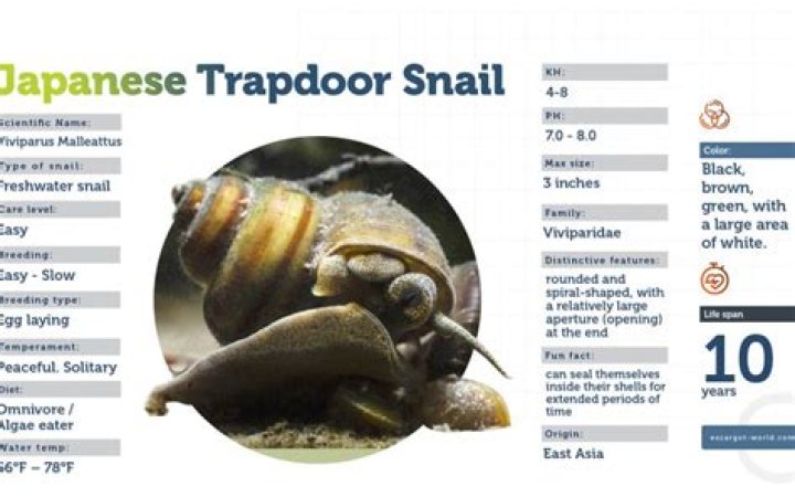 How big do Japanese trapdoor snails get