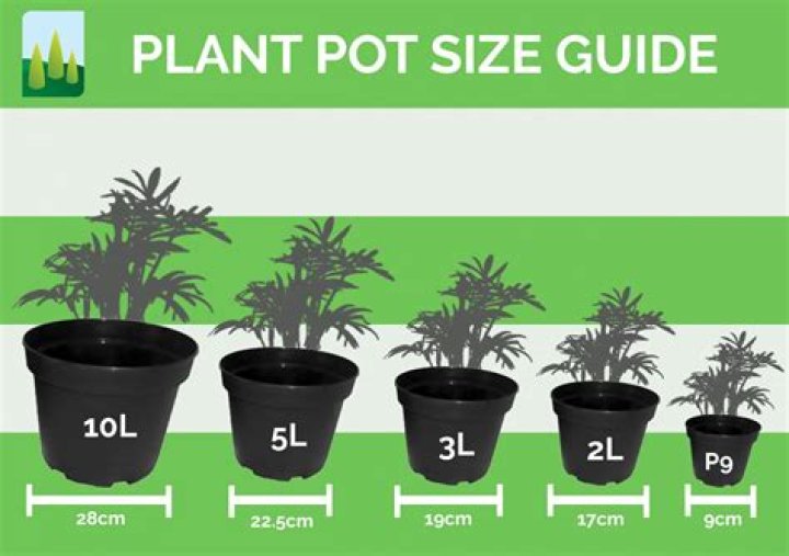 How big is a 20l plant pot