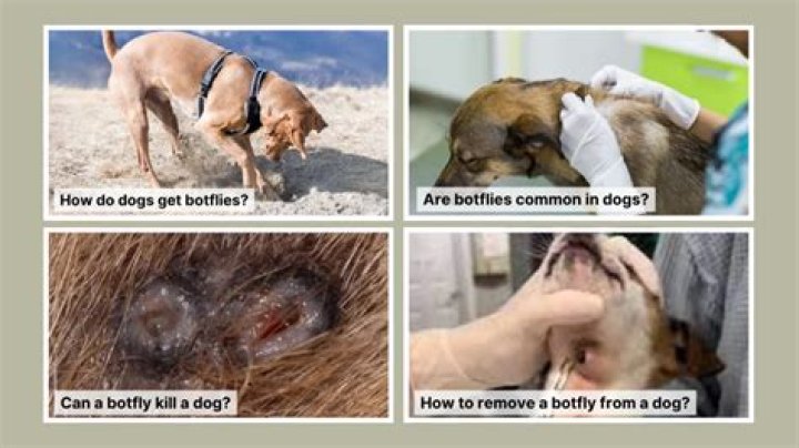 How Do Dogs Get Botflies