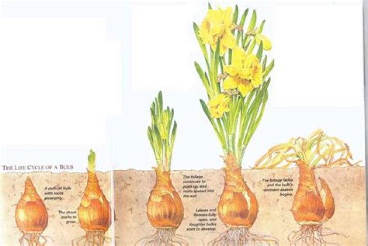 How do flower bulbs work