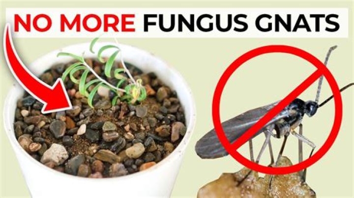 How do fungus gnats get inside