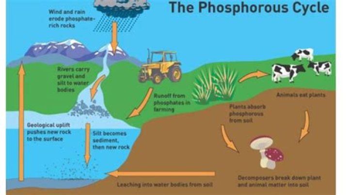 How do human activities affect nutrient cycles