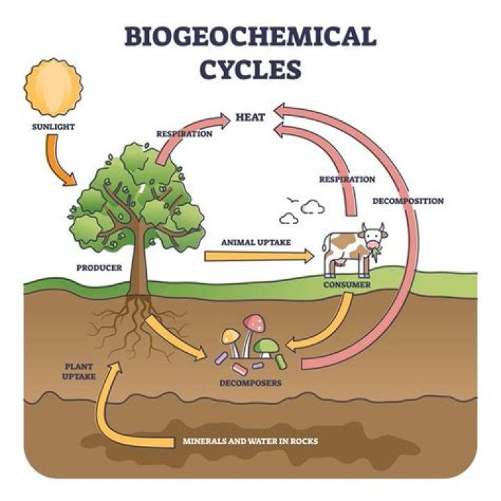 How do humans alter biogeochemical cycles
