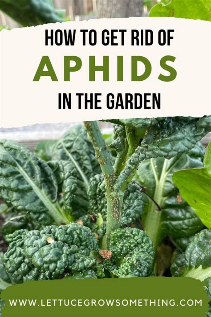 How do I get rid of aphids on vegetables