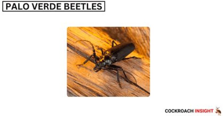 How do I get rid of Arizona Palo Verde beetles