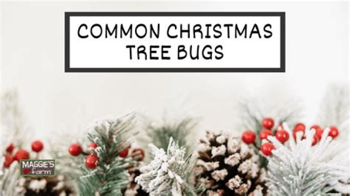 How do I get rid of bugs in my Christmas tree
