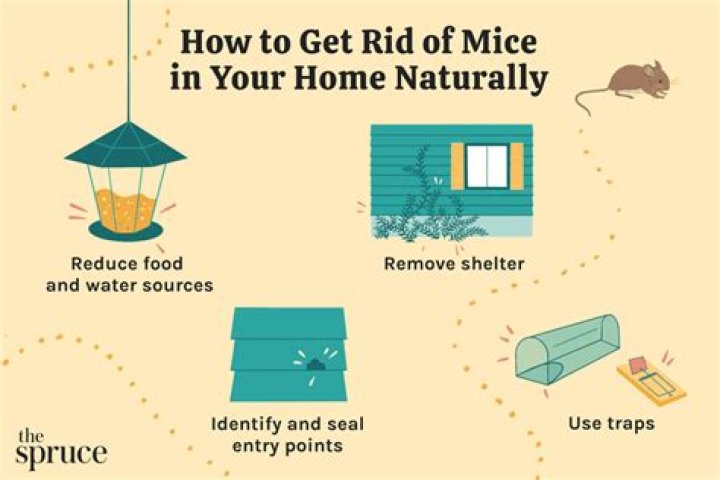 How do I get rid of mouse smell in house?