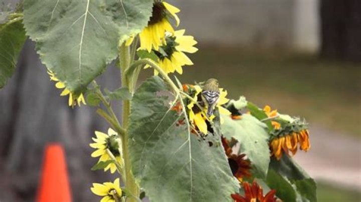 How do I keep birds from eating my sunflower leaves