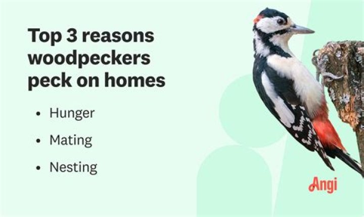 How do I keep woodpeckers off my chimney