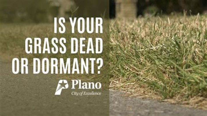 How do I know if my grass is dormant or dead