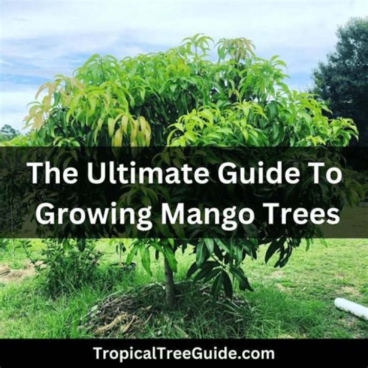 How do I protect my mango tree from frost