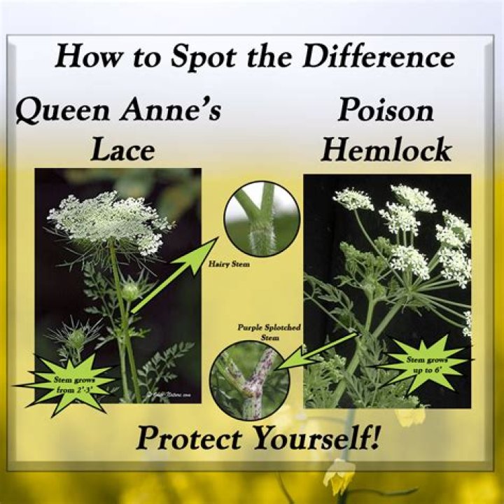 How do I remove Queen Annes lace