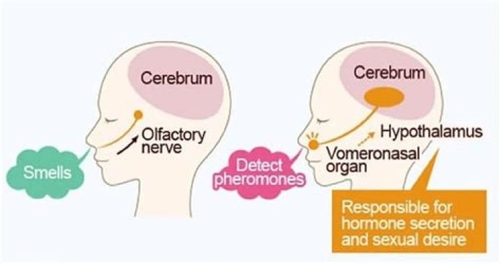 How do moths detect pheromones