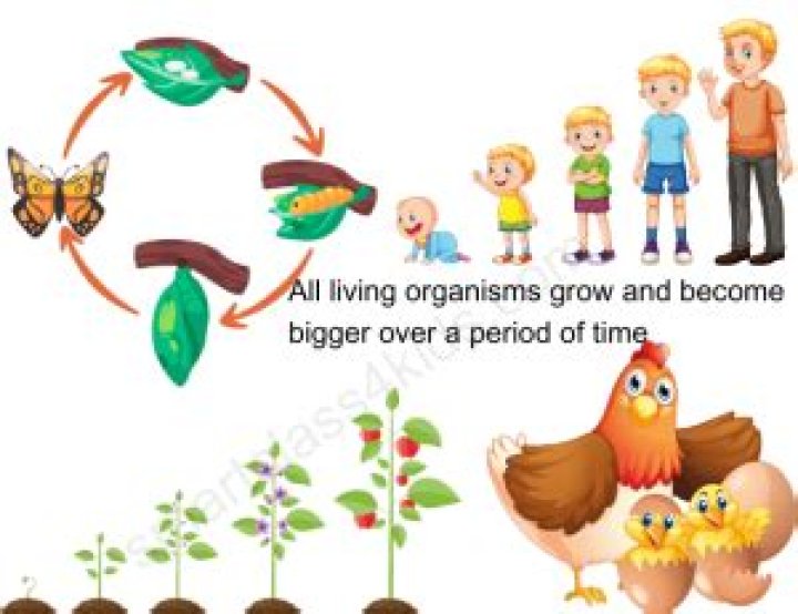 How do organisms grow and repair themselves