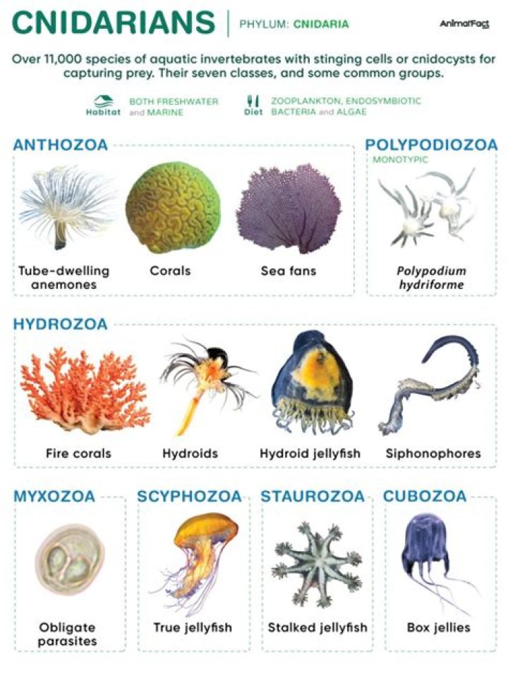 How do phylum Cnidaria reproduce